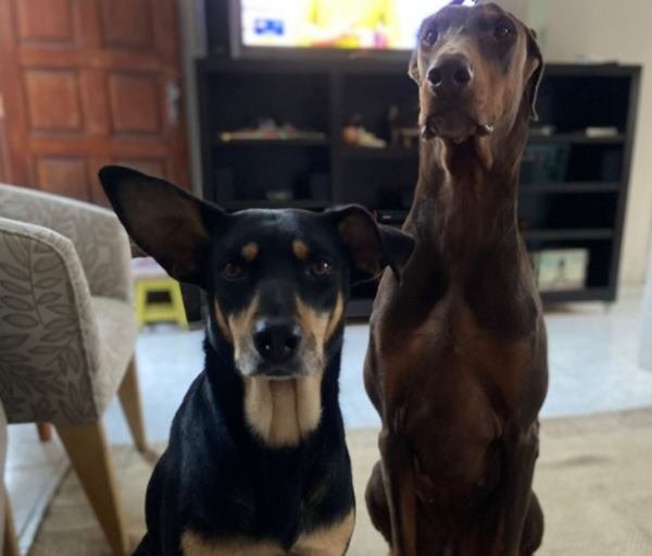 Dois cachorros