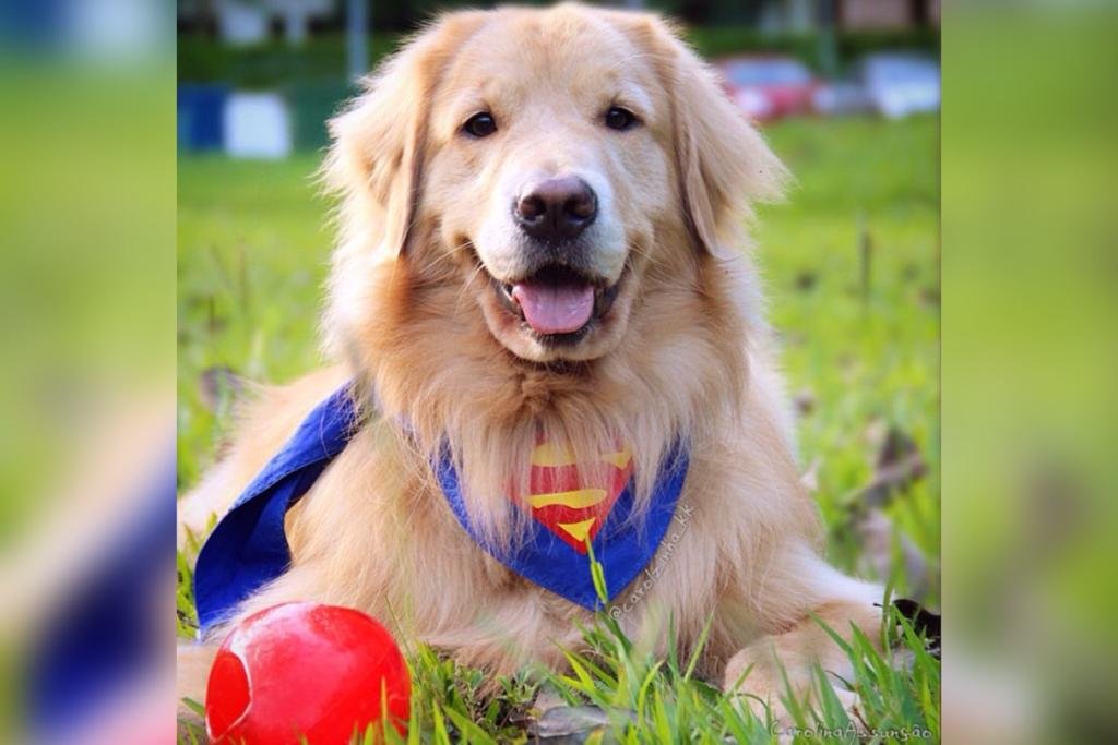 cão com roupa do Super-Homem
