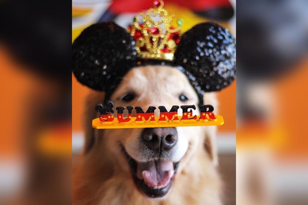 cadela com placa no focinho e tiara do Mickey Mouse