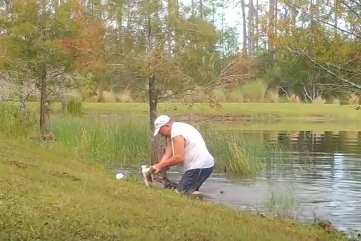 idoso tirando cachorro da boca de jacare, ambos filhotes