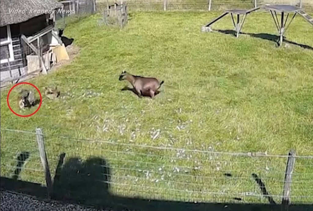galo e cabrito se unem para salvar galinha de ataque de falcão