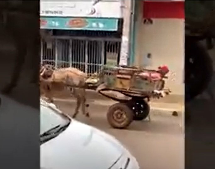 Vídeo: Homem bêbado montado em cavalo é escoltado pela PRF - ISTOÉ DINHEIRO