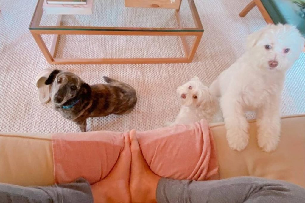 Cachorro de Natasha Dantas e William Bonner