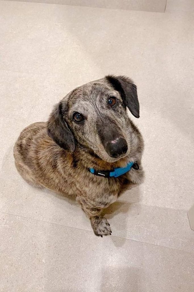Cachorro de Natasha Dantas e William Bonner