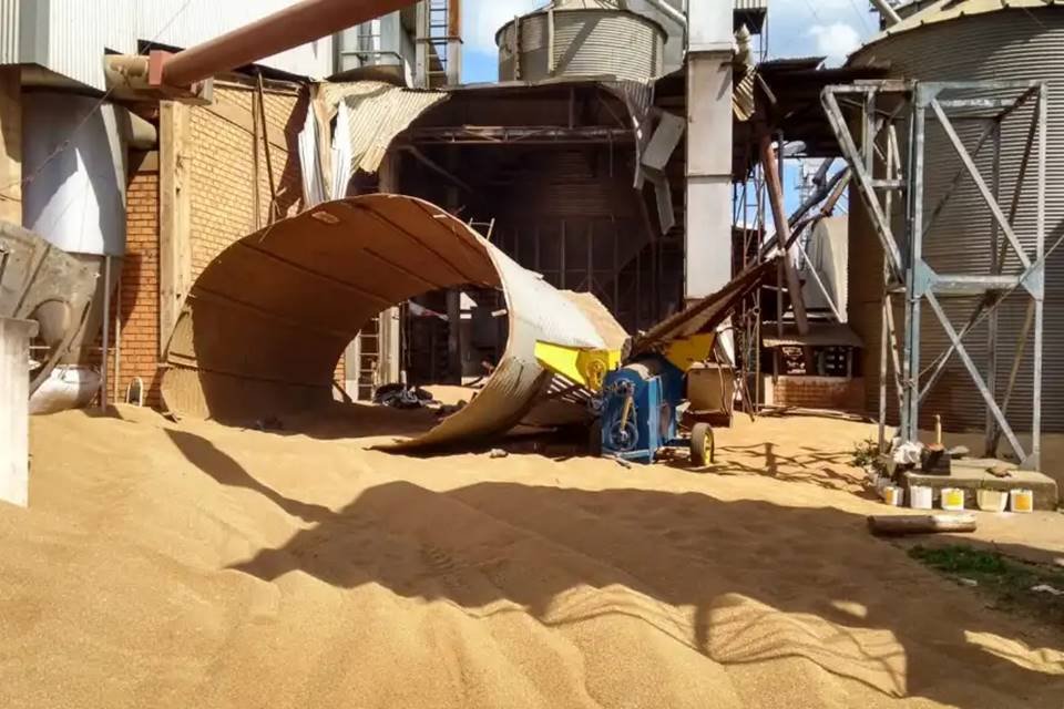 Embrapa vai colher primeiro trigo transgênico no Brasil em agosto