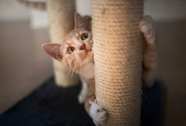 gato com brinquedo