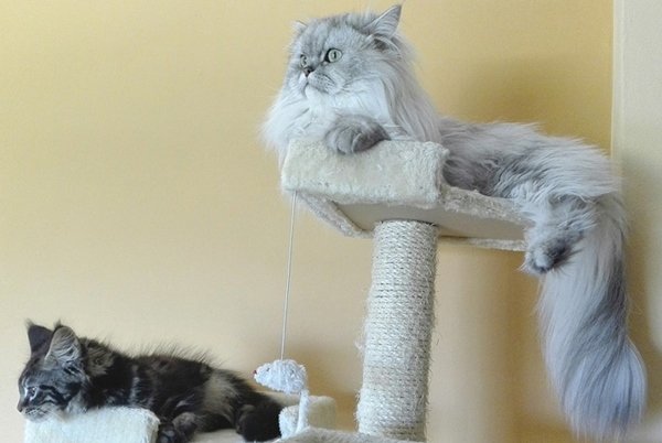 gatos com brinquedo