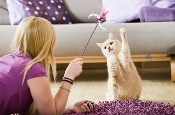 gato com brinquedo