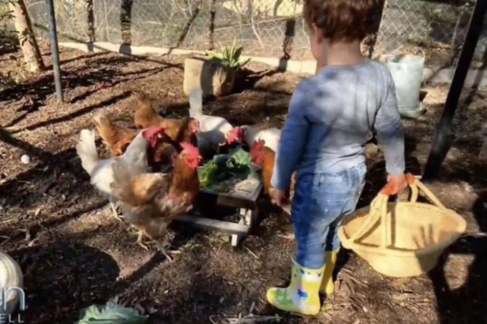 Boy inside the chicken coop with colorful boots