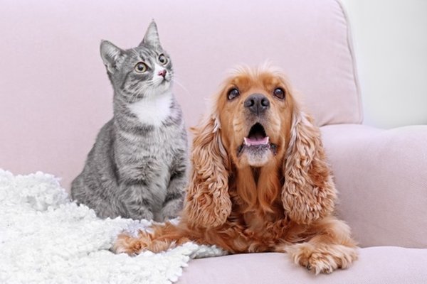 gato e cachorro juntos no sofá