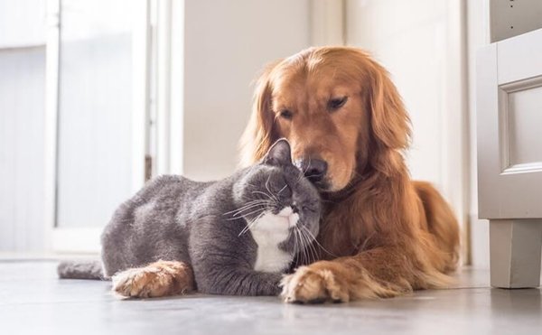 cão e gato abraçados