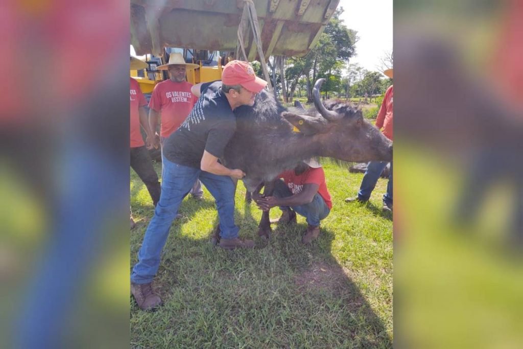 búfalos em situação de maus-tratos em brotas, são paulo