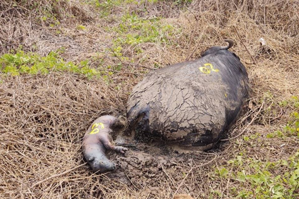 búfalos em situação de maus-tratos em brotas, são paulo