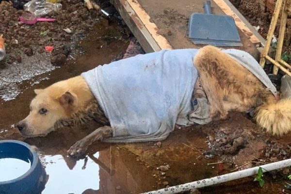 polícia resgata cachorros vítimas de maus-tratos em goiânia
