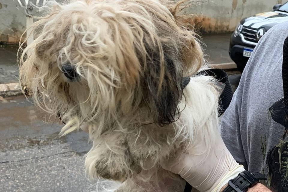 polícia resgata cachorros vítimas de maus-tratos em goiânia