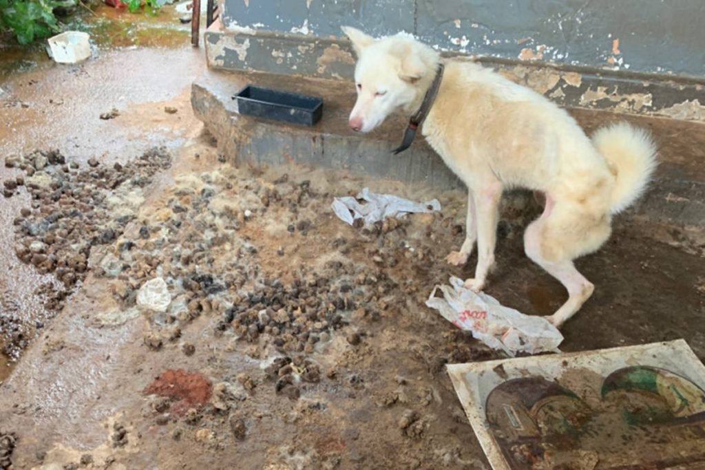 polícia resgata cachorros vítimas de maus-tratos em goiânia