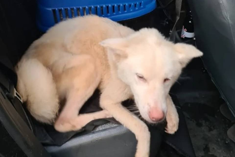 polícia resgata cachorros vítimas de maus-tratos em goiânia