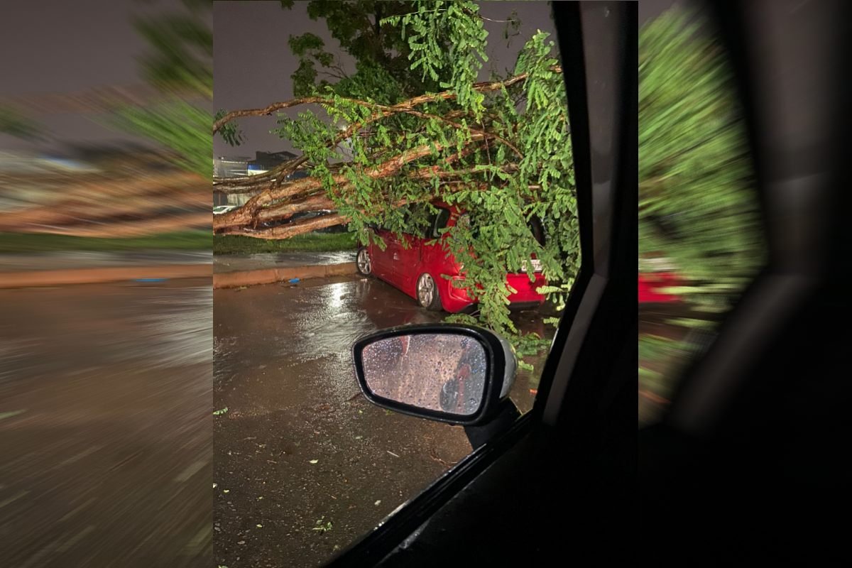 carros esmagados por árvore