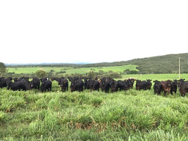 Fazenda 61 está localizada a 100 km da capital federal