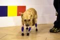 Na foto, uma cachorrinha com próteses nas patas em pé