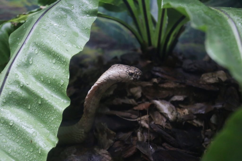 Serpentes apreendidas em Brasília já estão no Butantan, serpente