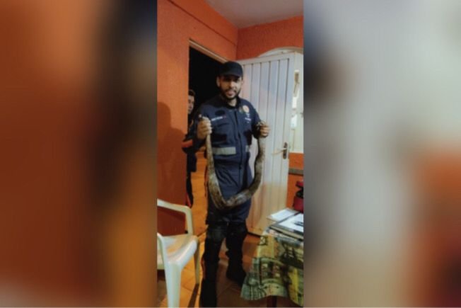 Cobra Jiboia fita isolante aguas lindas goias