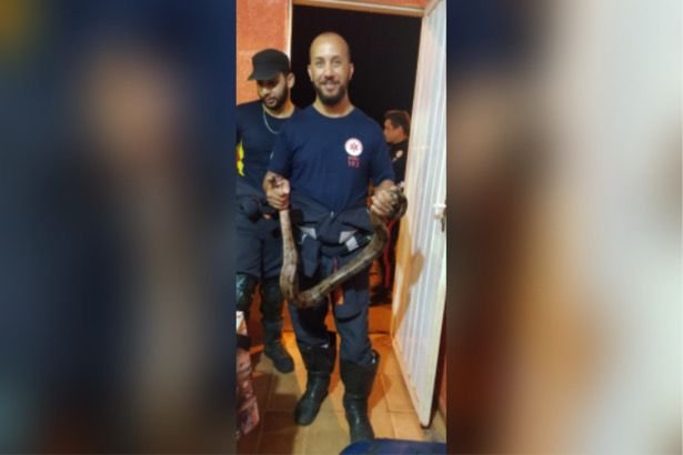Cobra Jiboia fita isolante aguas lindas goias