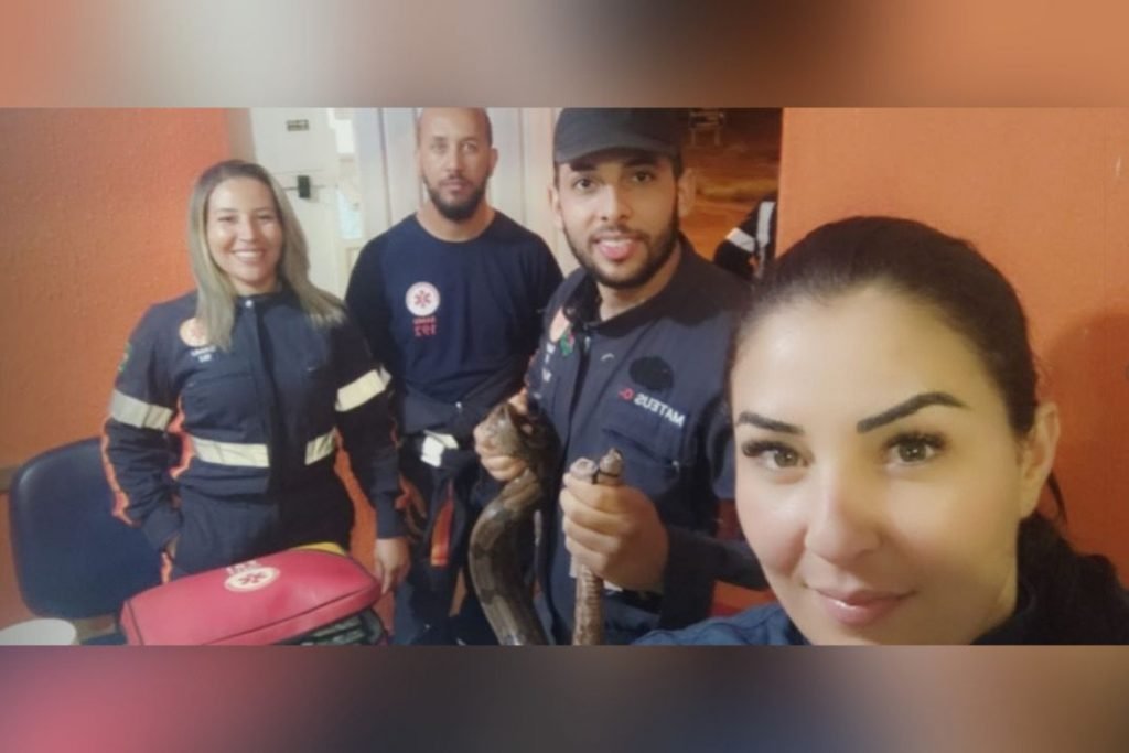 Cobra Jiboia fita isolante aguas lindas goias