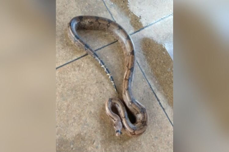 cobra jiboia fita isolante aguas lindas de goias