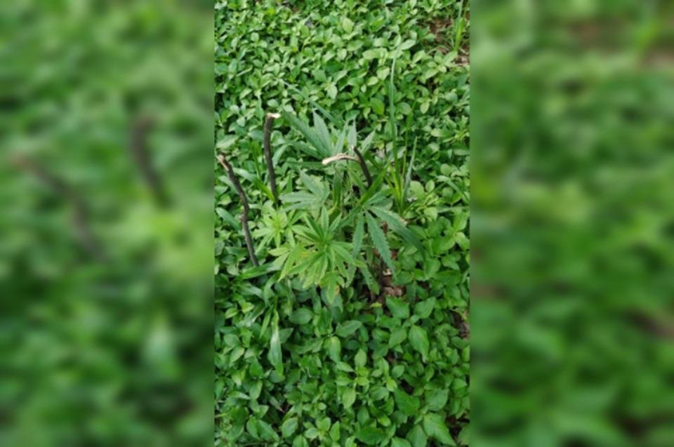 Maconha em jardim