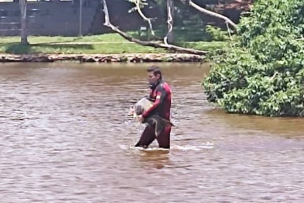 Caranha encalhada é resgatada por bombeiro em lago de Goiânia