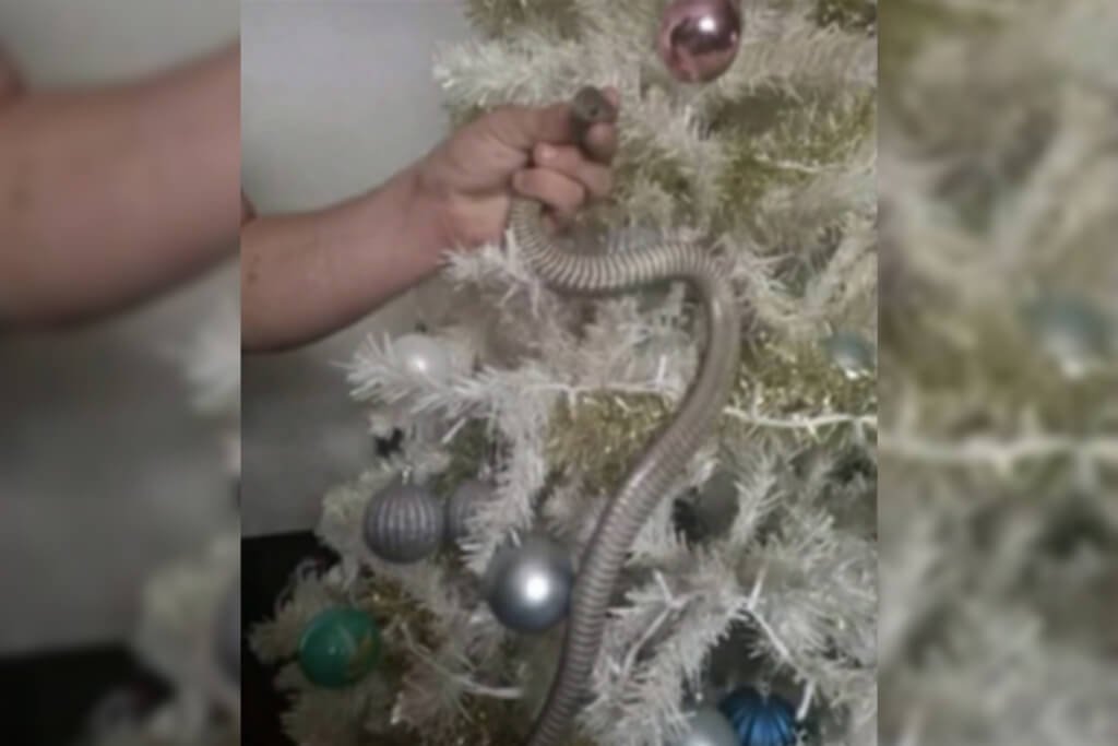Vídeo. Família acha cobra enrolada em árvore de Natal