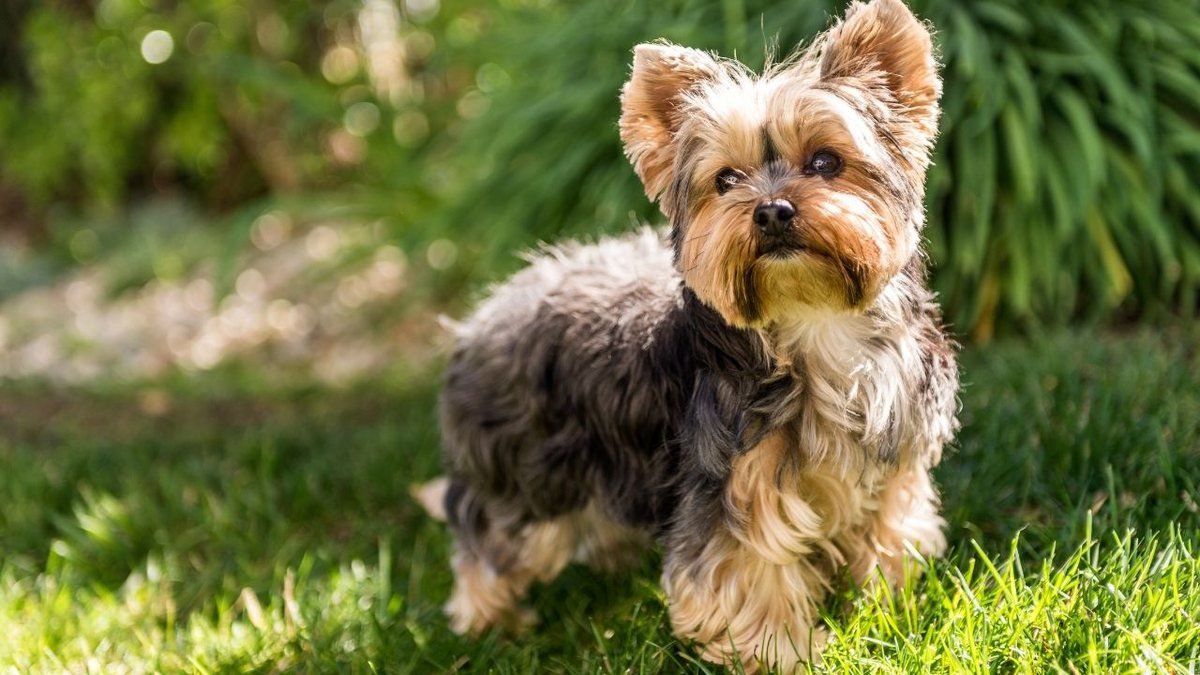 Na foto, um cachorro de pequeno porte da raça yorkshire posa em uma grama