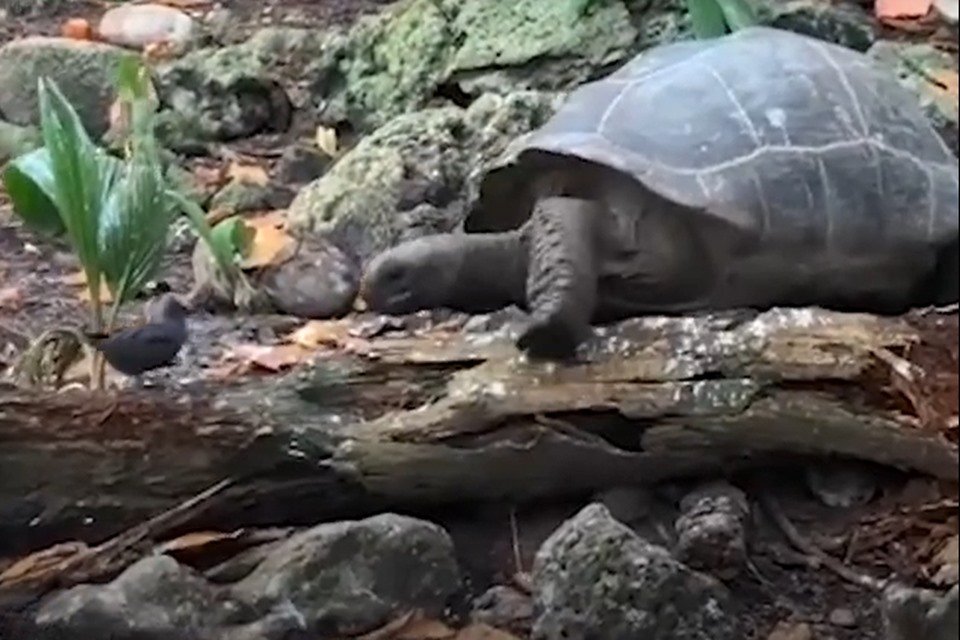 Tartaruga gigante esmaga e come filhote de andorinha. Veja vídeo