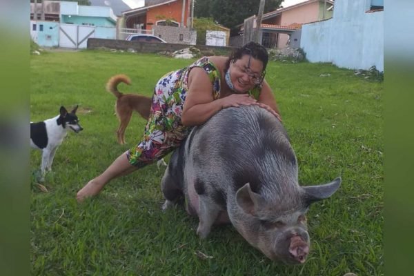 Em Peruíbe, Rosângela cria miniporca gigante que ela pensou que seria mini porca.