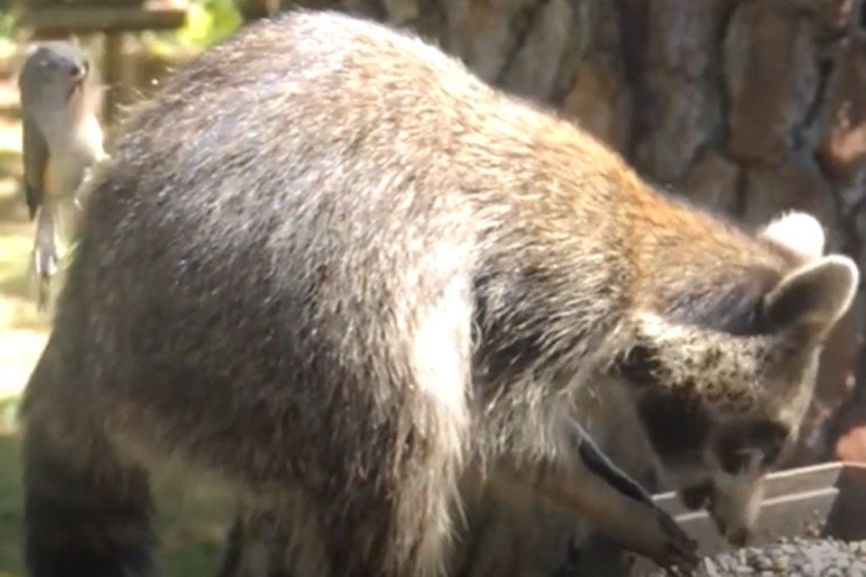 Pássaro arranca pelos de outros animais