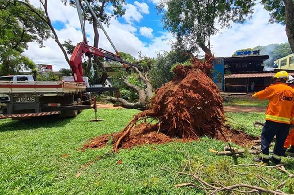 Tronco de árvore arrancado do chão
