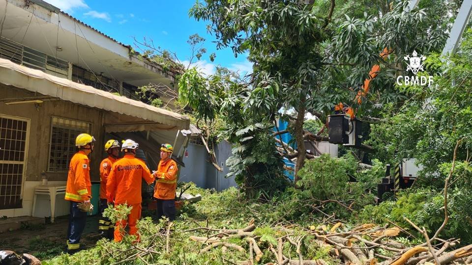 Homens com farda dos bombeiros e árvore caída ao fundo