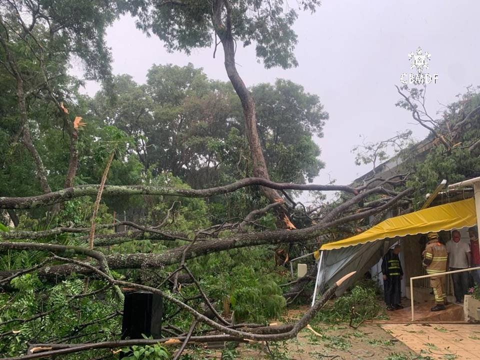 Árvore caída em cima de prédio