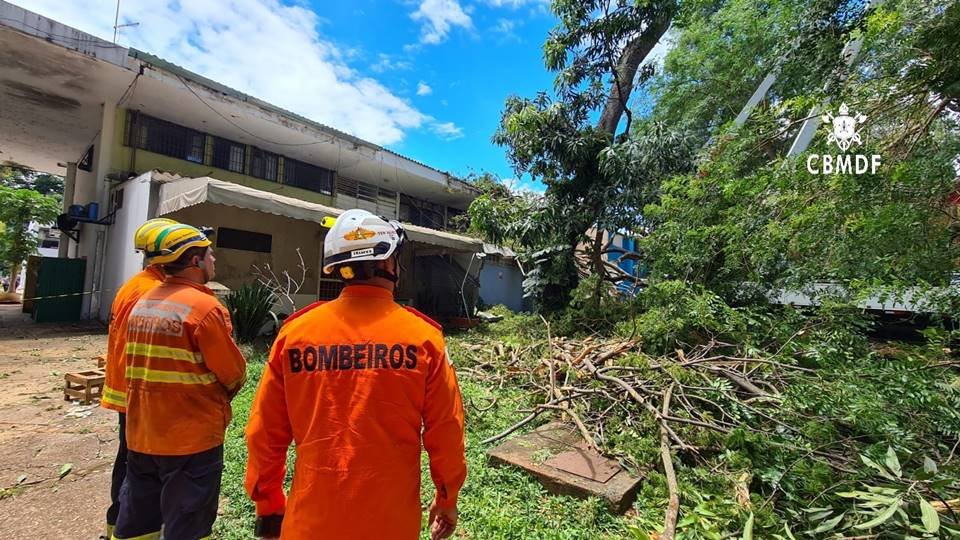 Homens de costas com farda dos bombeiros e árvore caída ao fundo