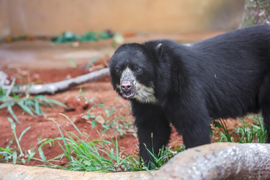 Urso preto e tronco de árvore em grama