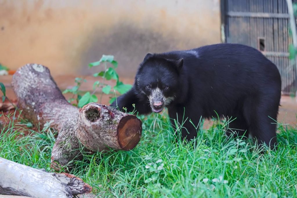 Urso preto e tronco de árvore em grama