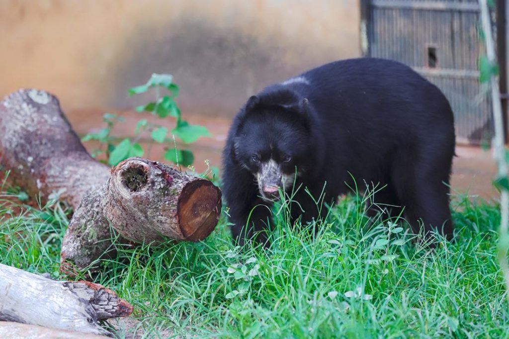 Urso preto e tronco de árvore em grama