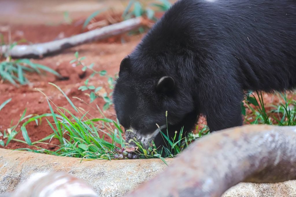 Urso preto e tronco de árvore em grama