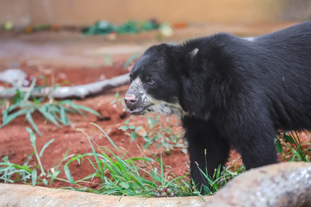 Urso preto e tronco de árvore em grama