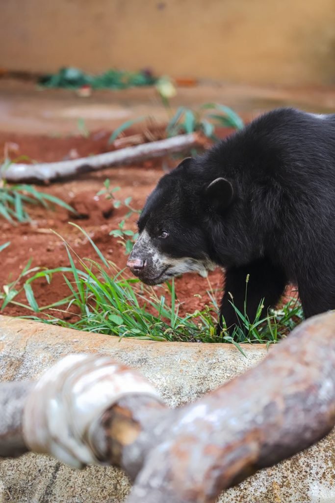 Urso preto e tronco de árvore em grama