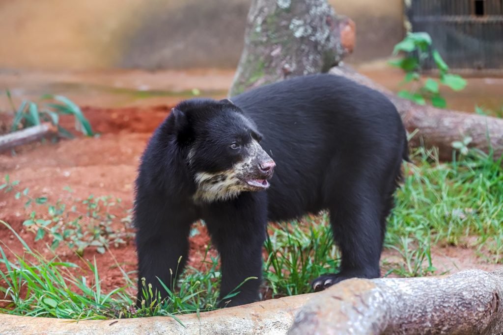 Urso preto e tronco de árvore em grama