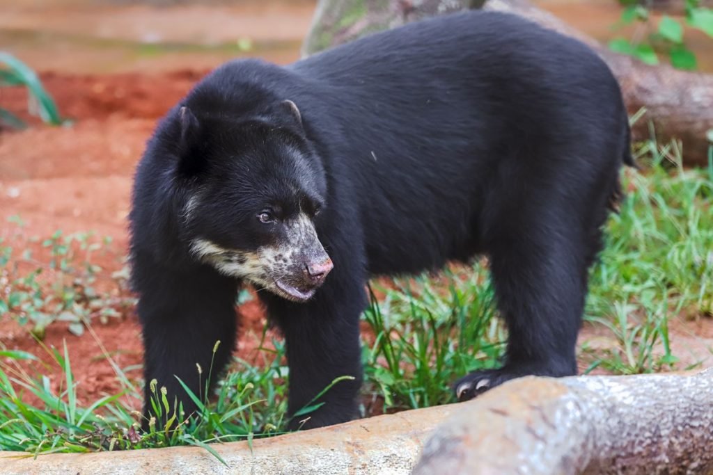 Urso preto e tronco de árvore em grama