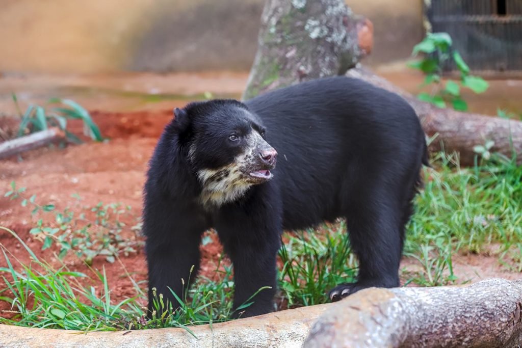 Urso preto e tronco de árvore em grama