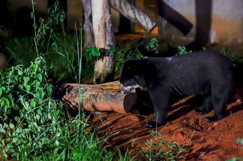 Urso preto encostado em tronco de árvore